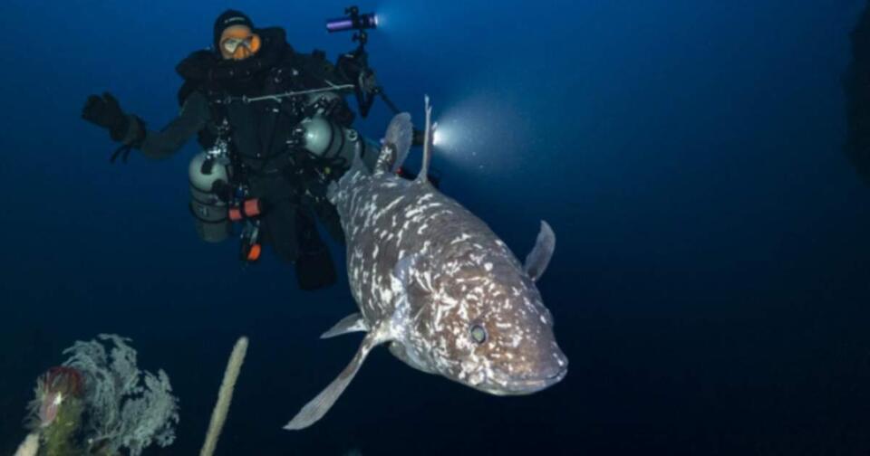 Prehistoric Fish Spotted Alive—70M Years Later!