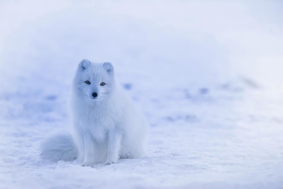 What’s Hiding Under Melting Arctic Ice?