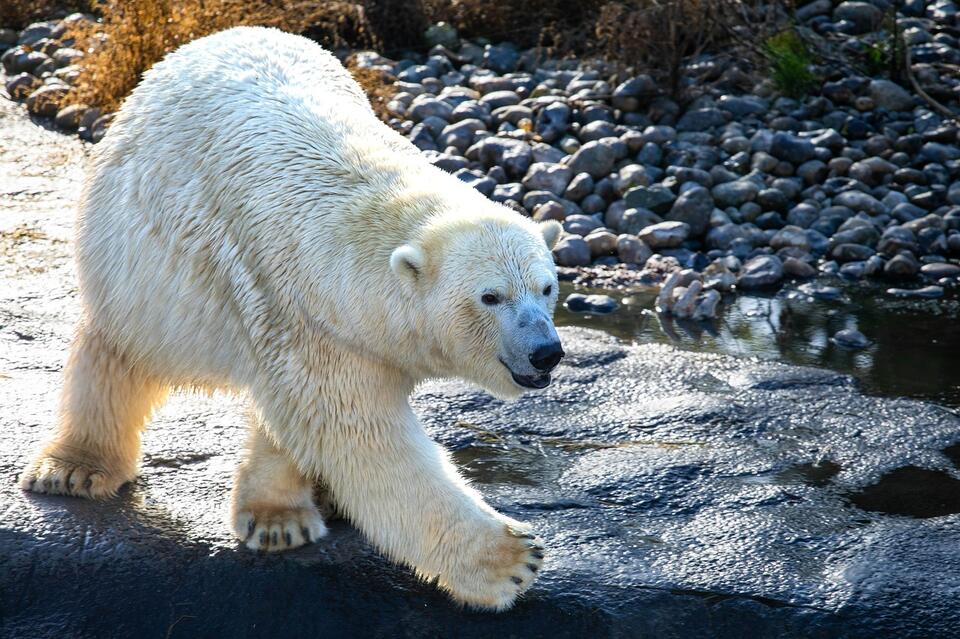 What’s Hiding Under Melting Arctic Ice?