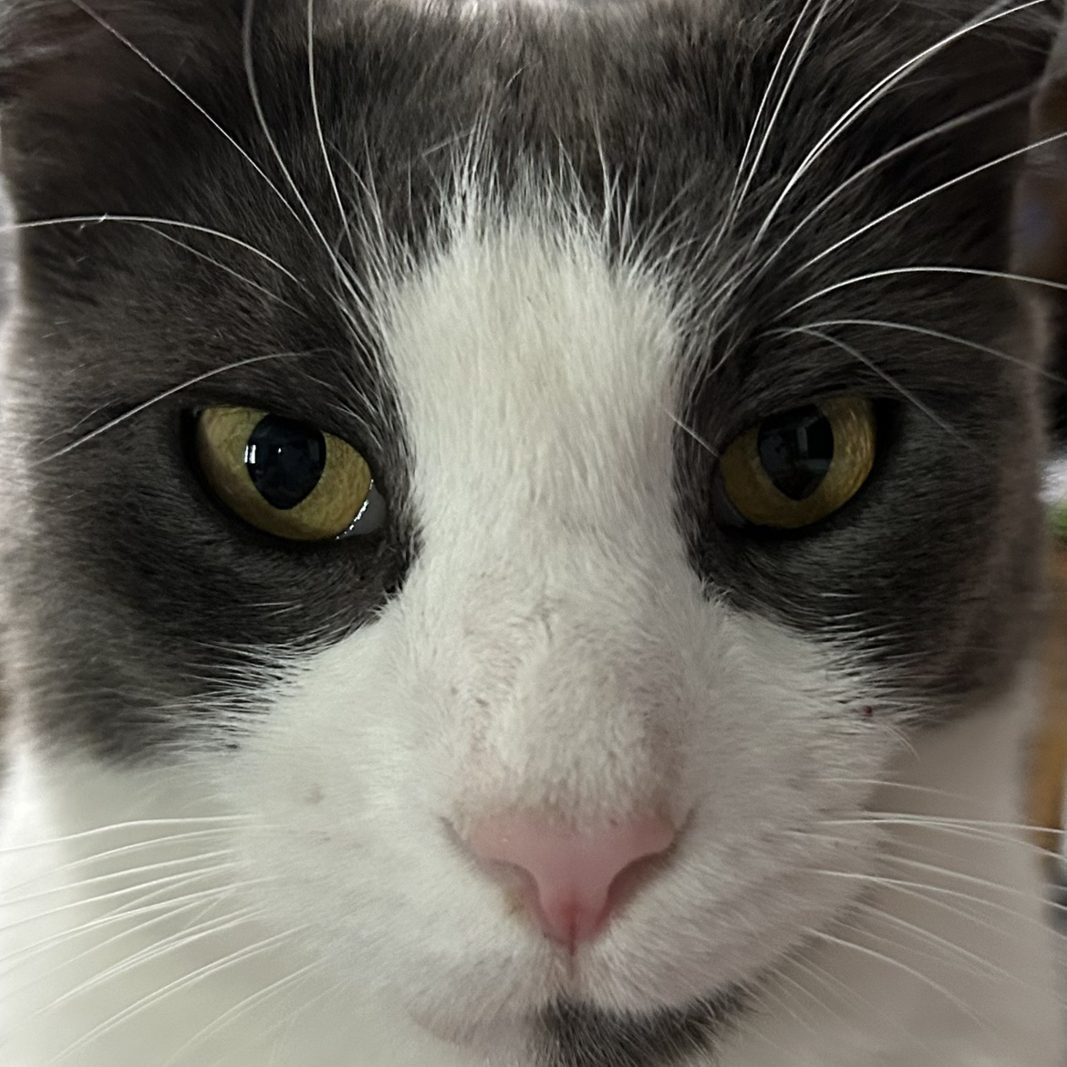 El Gatos