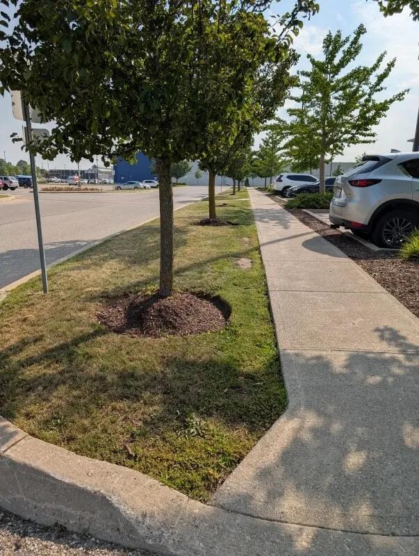 Mulch volcanoes are hurting our trees