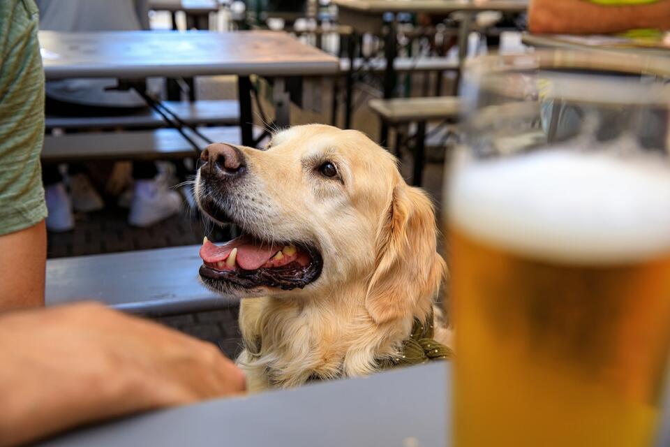 Golden retriever’s morning mission for pets