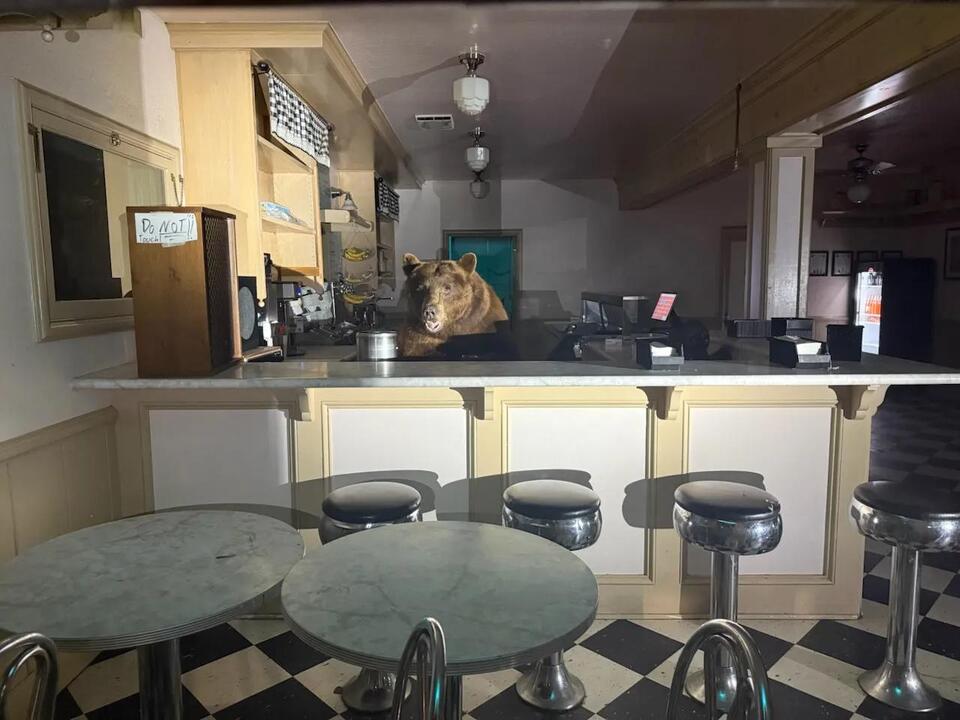 Bear’s sweet tooth shakes up Lake Tahoe