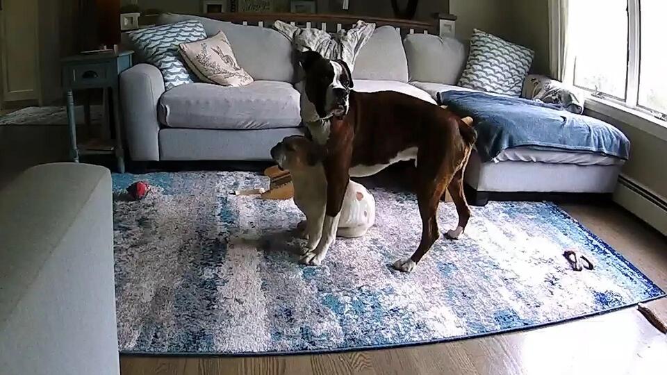 Dog Day Drama You Can’t Miss!