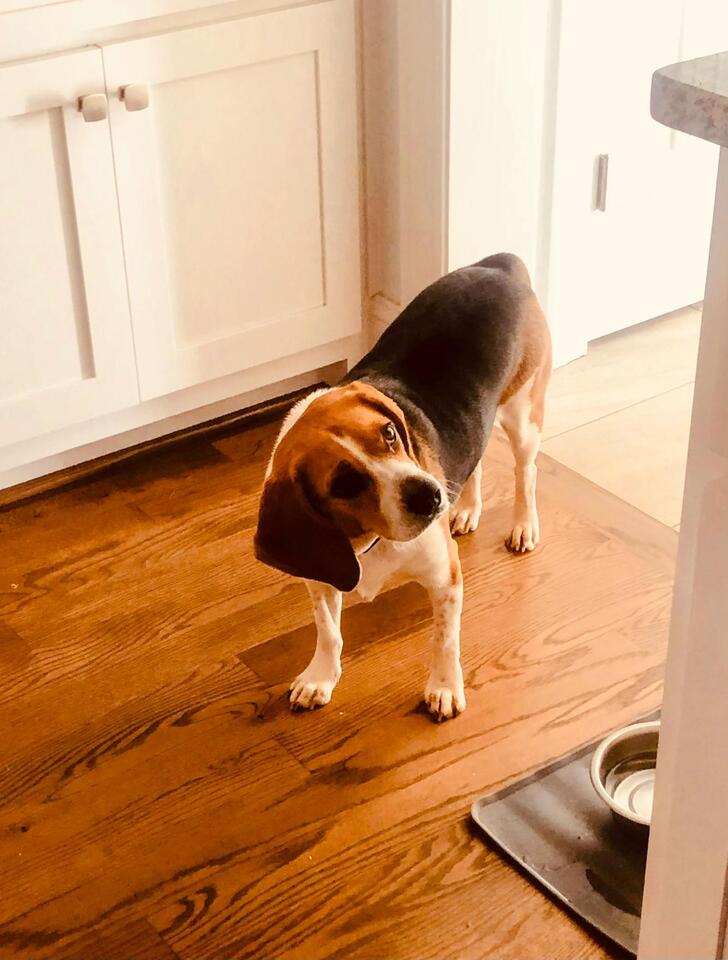 Dog Day Drama You Can’t Miss!