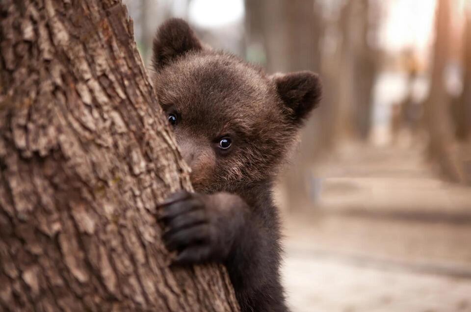 Bear’s wild journey sparks talk on plastic waste