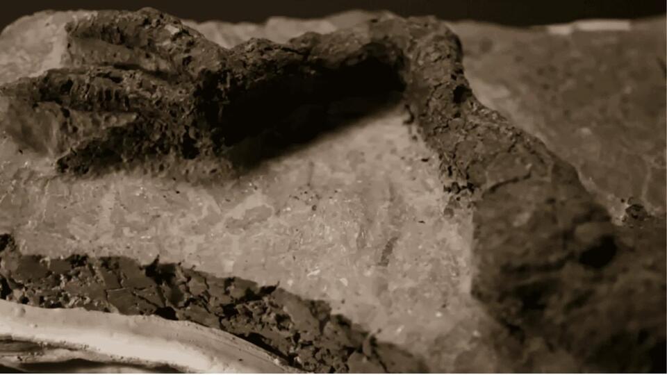 Dino Leg With Skin Found—Asteroid Day Drama!