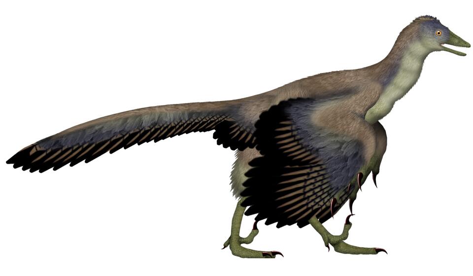 6 Dinosaurs That Are Basically OG Birds