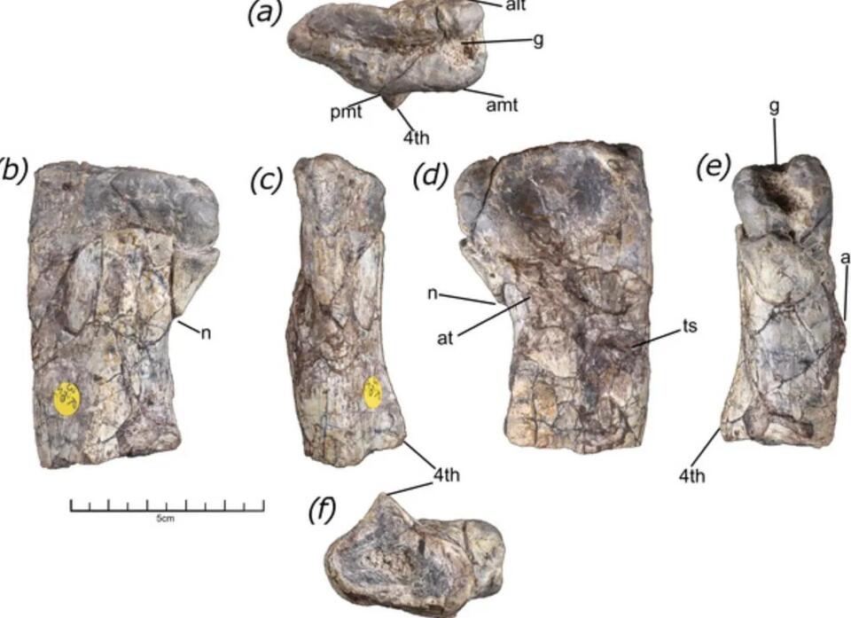 This Dino Bone Just Changed Everything
