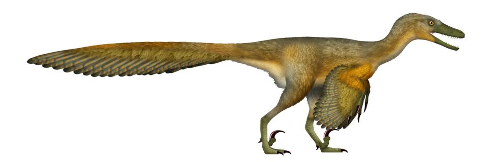 Birds Are Dinosaurs. I'm Just Tired