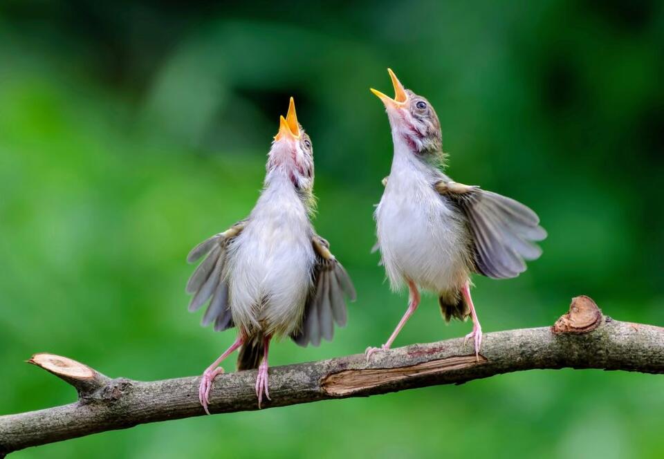 City Lights Are Making Birds Party All Night