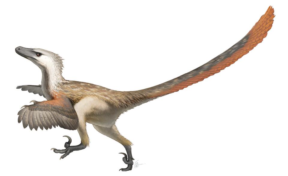 Birds Are Dinosaurs. I'm Just Tired