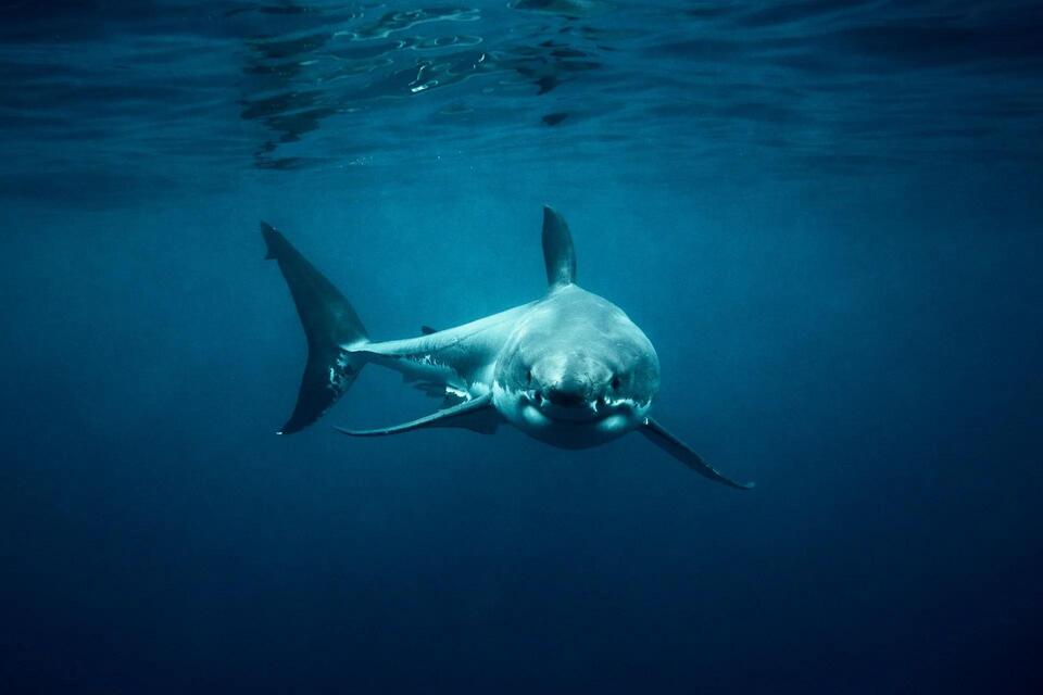 Sharks spotted closer to California beaches