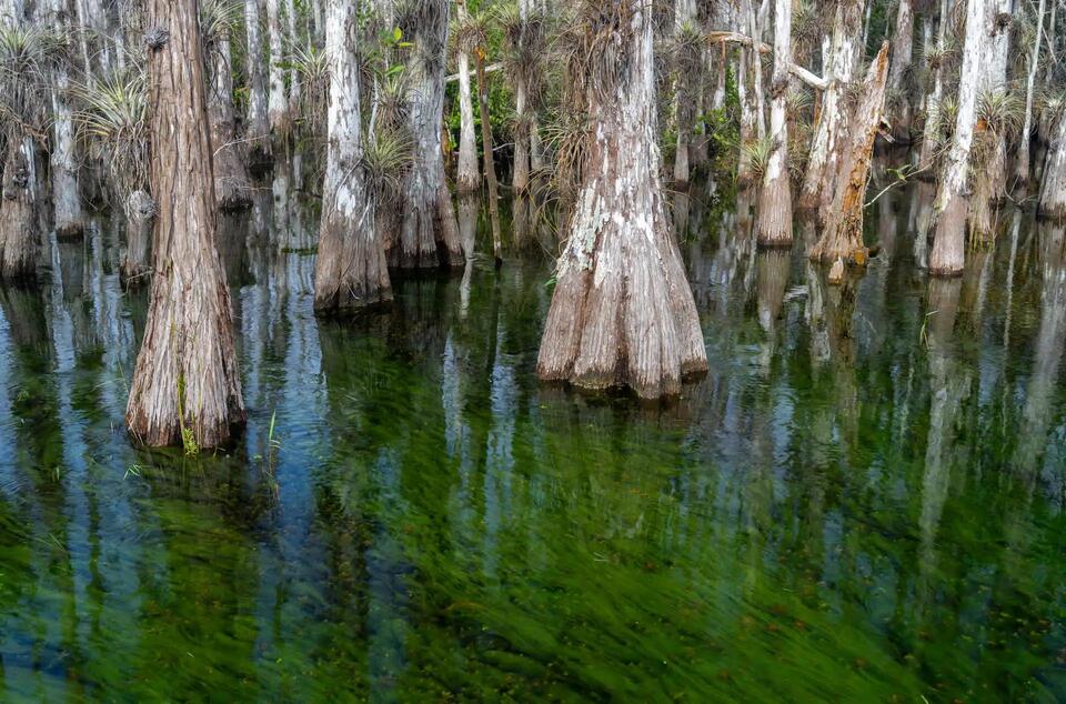 Rare salamander returns to Florida wetlands