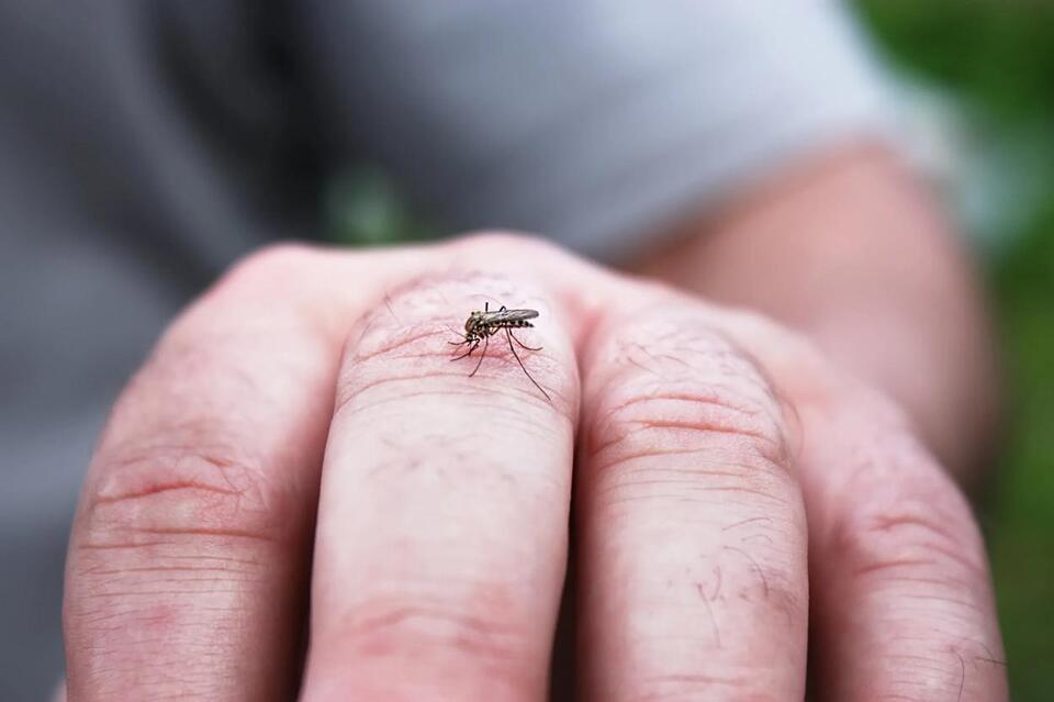 I Study Mosquitoes. Still Get Bitten