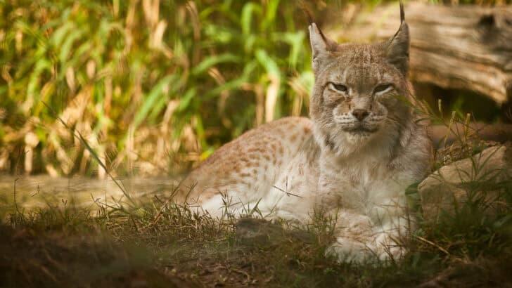 Lynx Makes a Wild Comeback After 100 Years