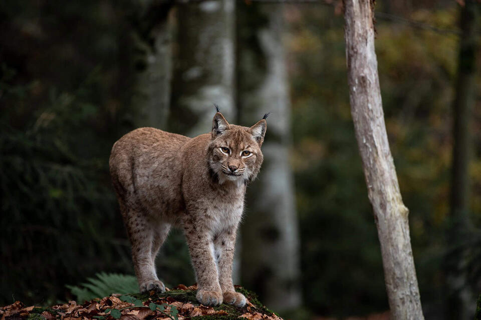 Lynx Makes a Wild Comeback After 100 Years