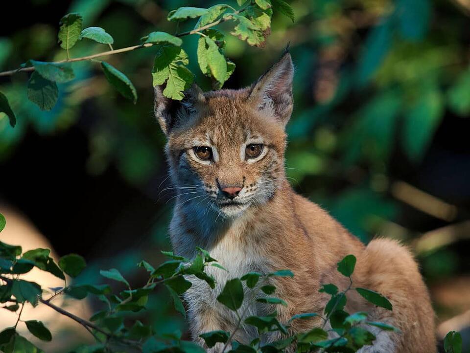 Lynx Makes a Wild Comeback After 100 Years