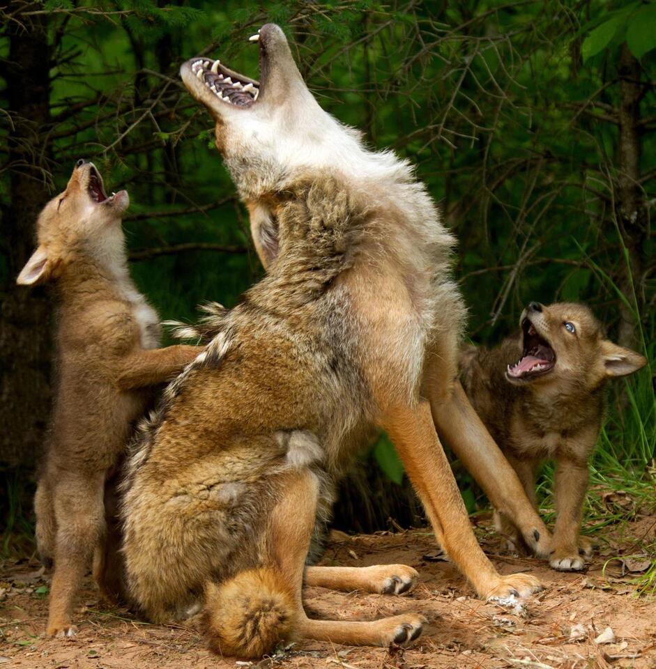 Central Park’s Secret Coyote Couple!