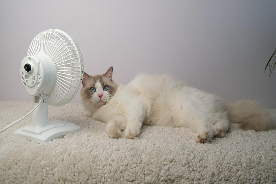 Is Tech Making Our Pets More Human?