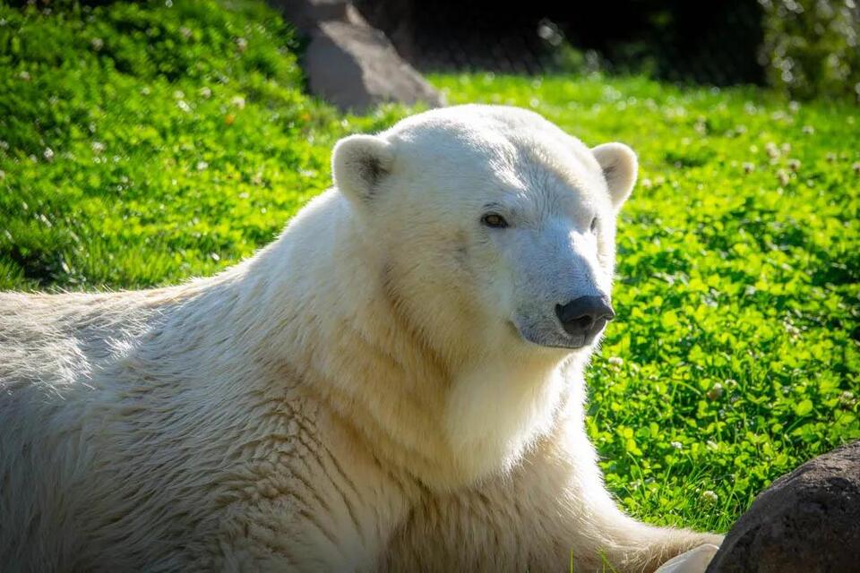 Portland’s beloved polar bear starts new chapter