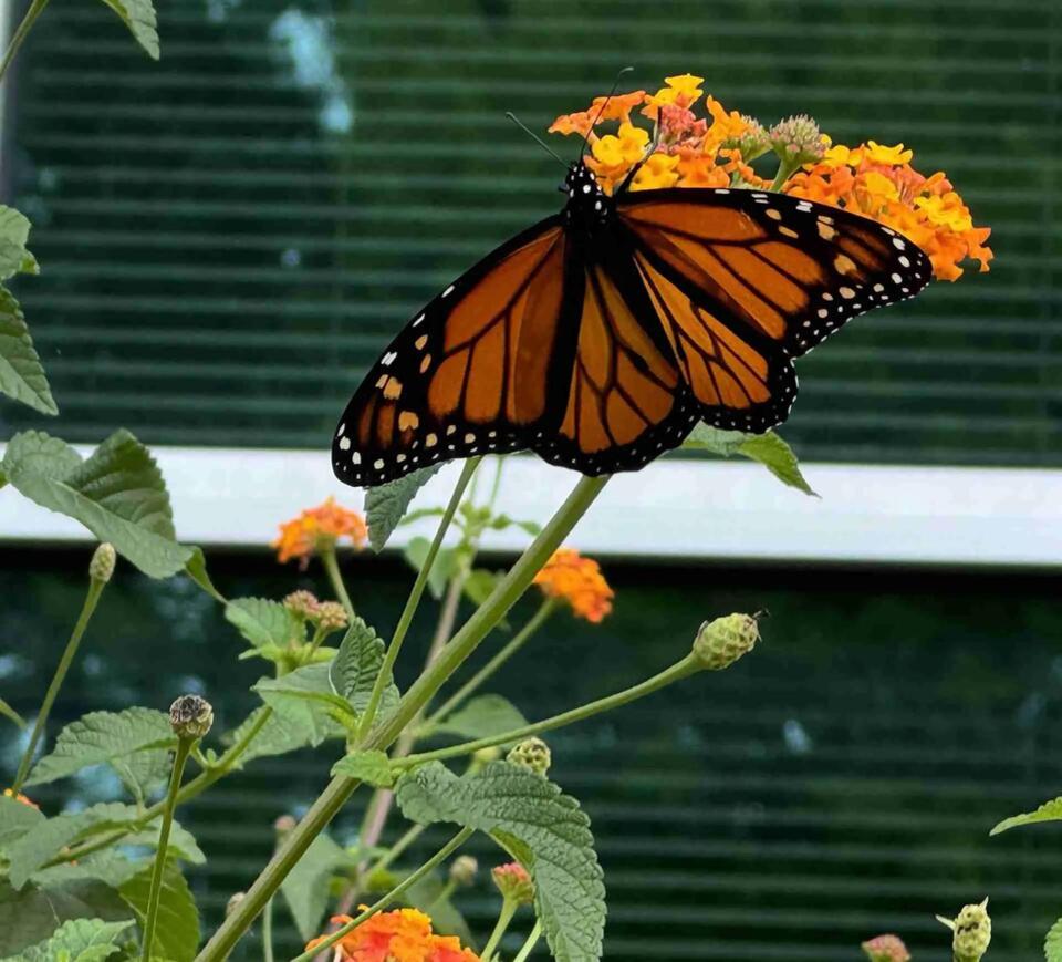 Monarch butterflies’ epic journey: The Methuselah generation