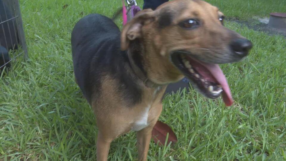Gainesville’s new vet clinic puts pets first
