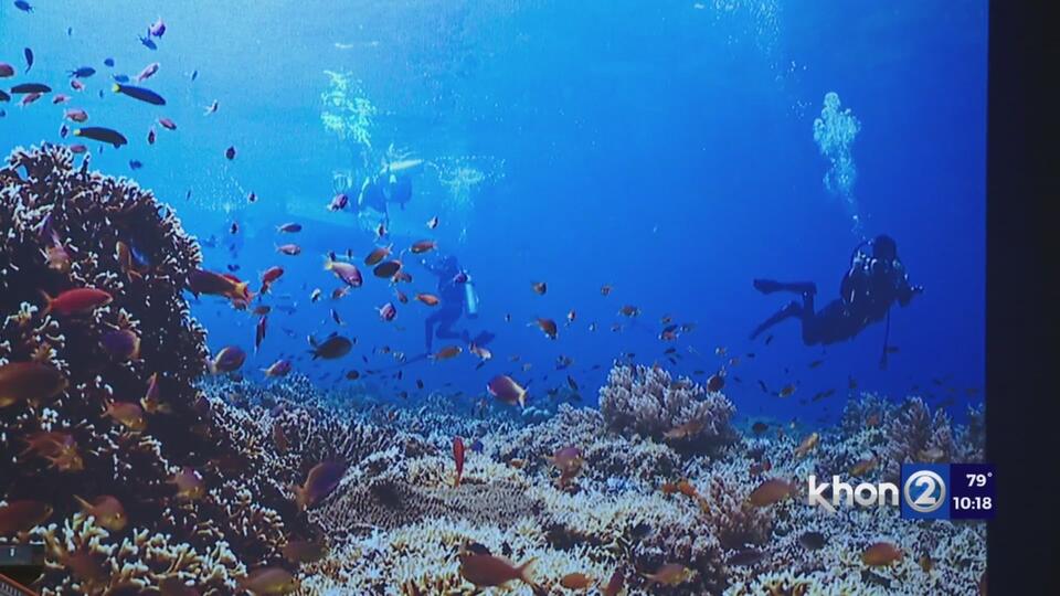 Dive into Hawaii’s hidden ocean wonders