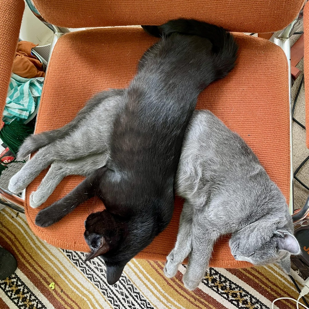 These Little Demons Play Outside for Hours… Then Leave a Surprise Inside 💩