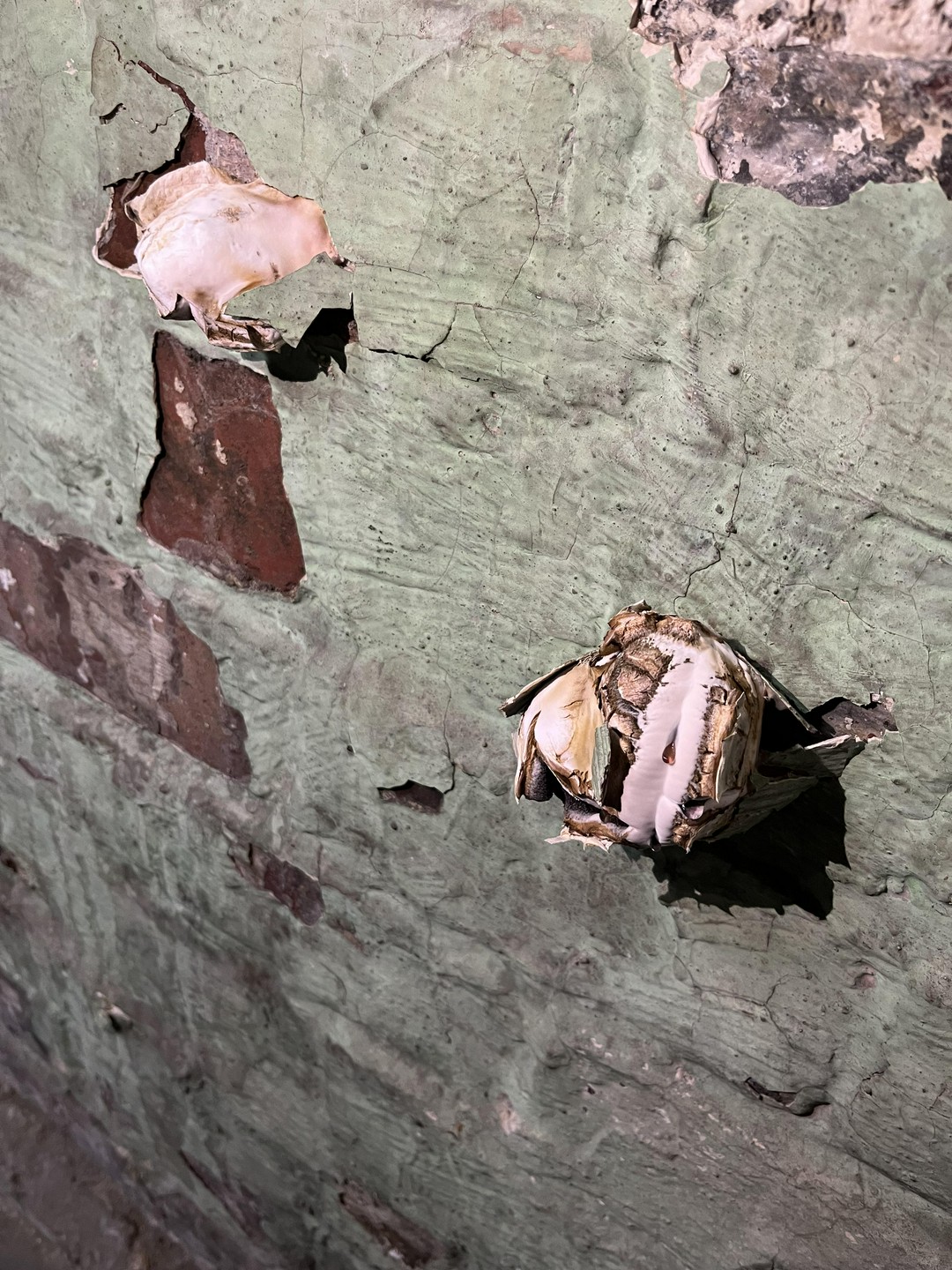 Something is growing on the basement wall (gross)