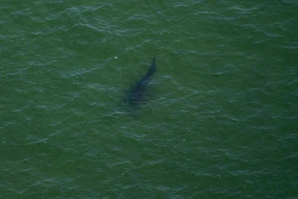 Sharks Invade Jaws Waters?! 🦈