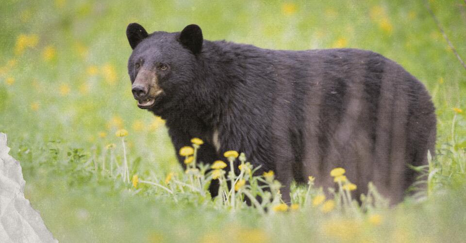 Black bears are back in East Texas!
