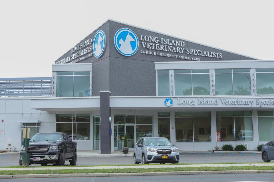 Long Island pet hospital accused of neglect and greed