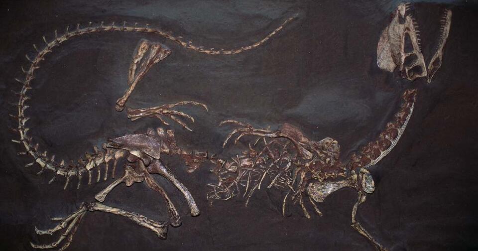 120-Million-Year-Old Two-Headed Fossil?!