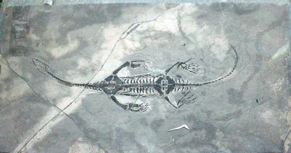 120-Million-Year-Old Two-Headed Fossil?!