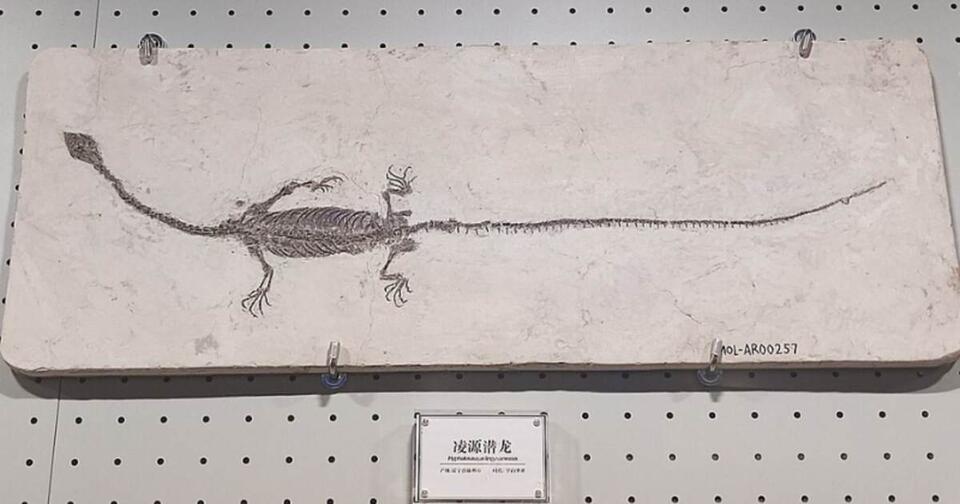 120-Million-Year-Old Two-Headed Fossil?!
