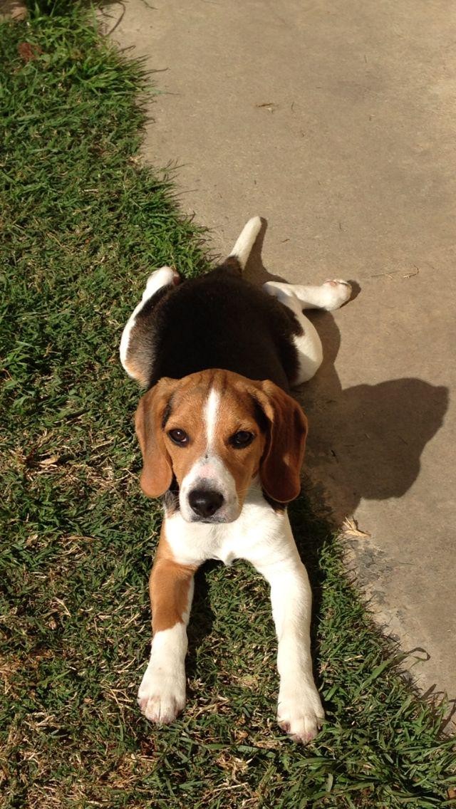 My Beagle Has Turned My Home into a Barking Concert😩