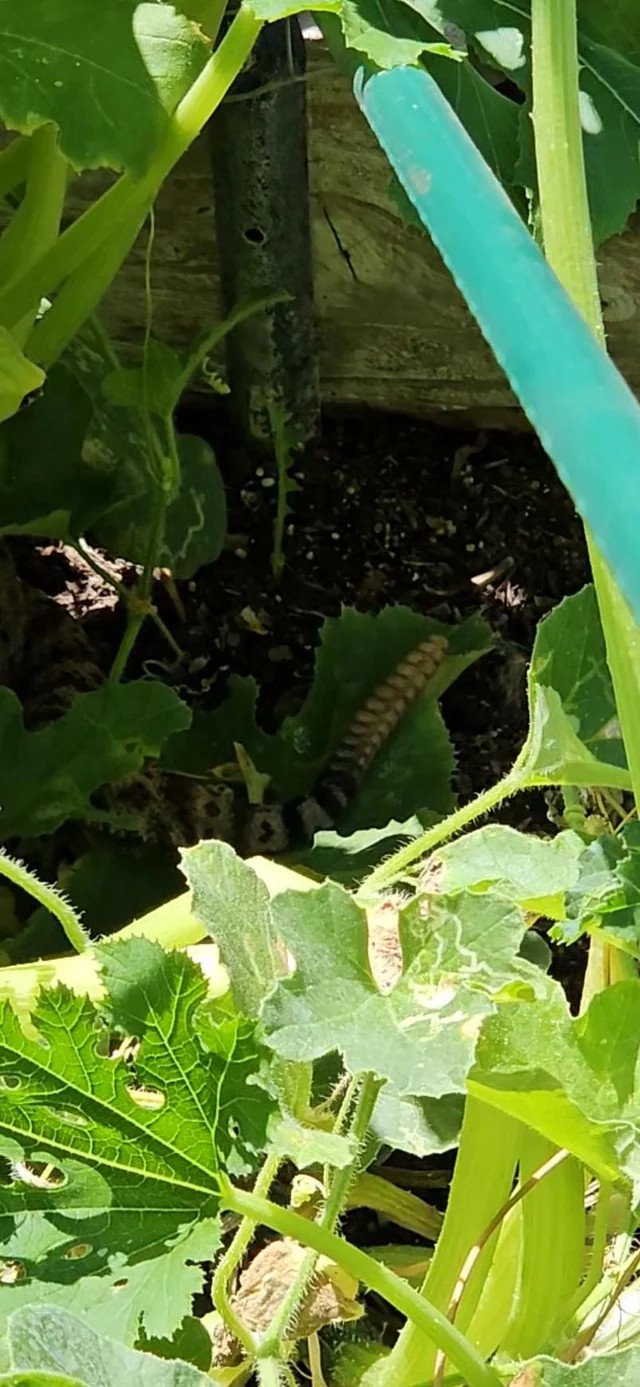 Spotted a snake in the garden...