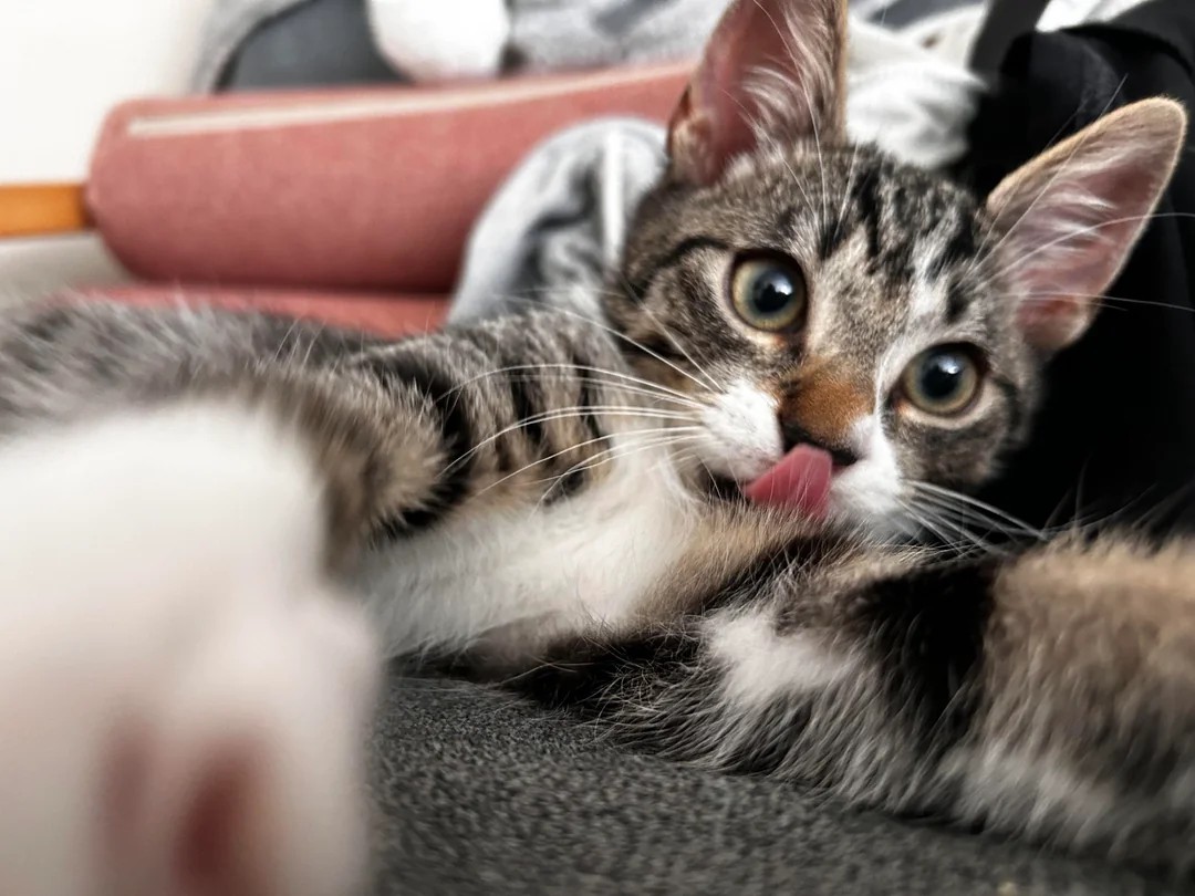 My bf broke up with me because I wouldn’t stop talking about adopting this little fellow