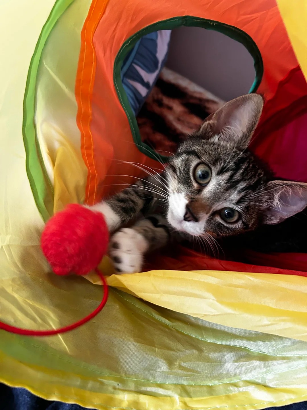 My bf broke up with me because I wouldn’t stop talking about adopting this little fellow