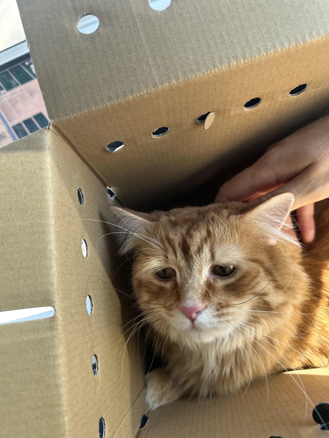 I adopted the saddest cat at the shelter