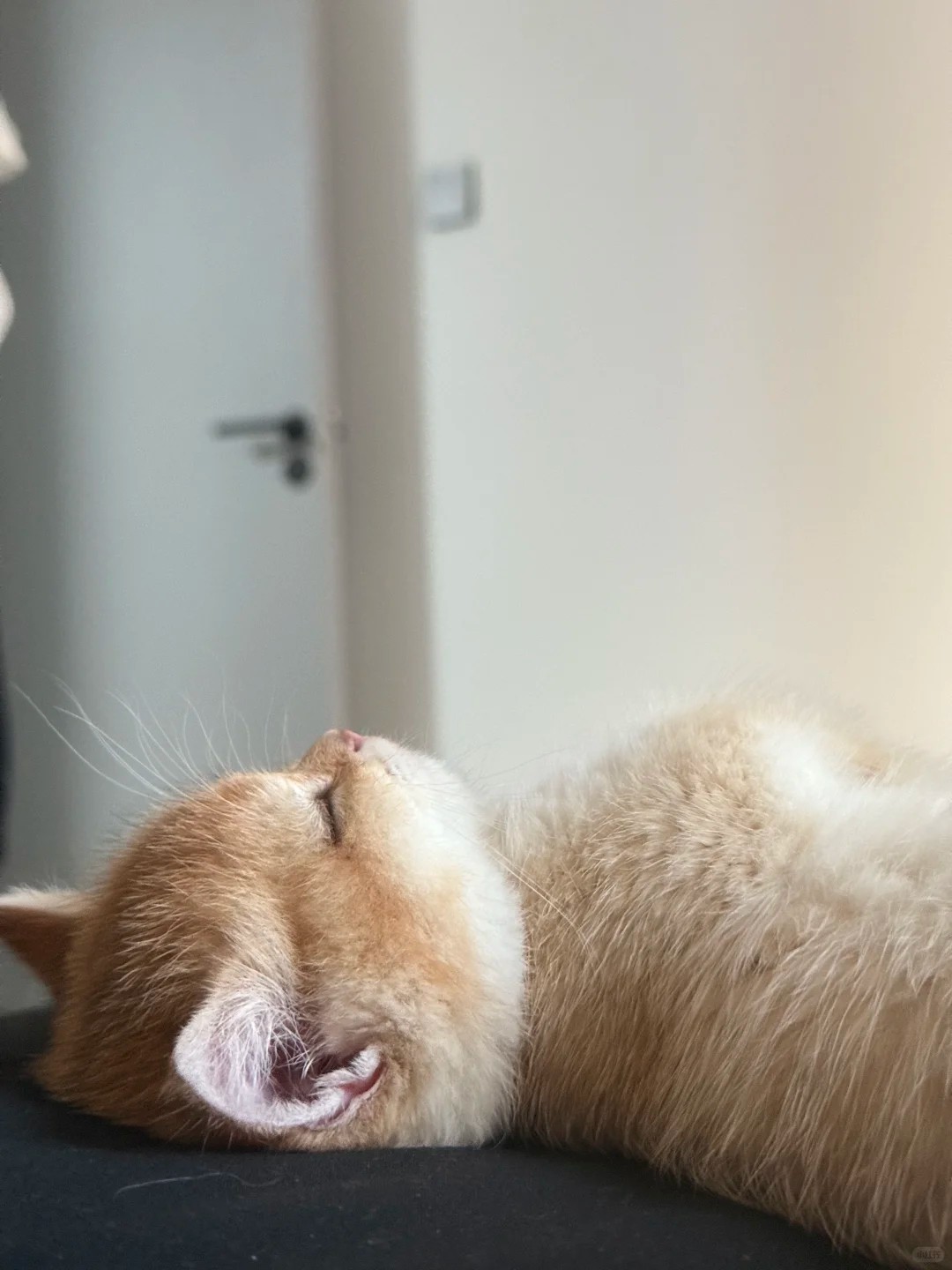 Caught my cat snoozing on my bed