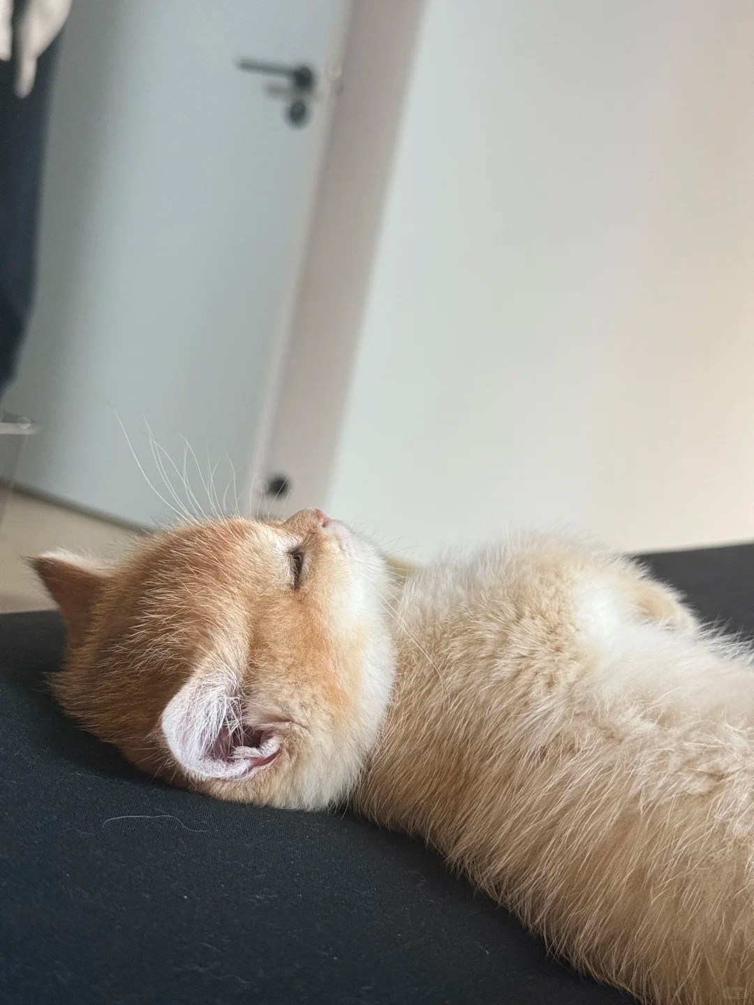 Caught my cat snoozing on my bed