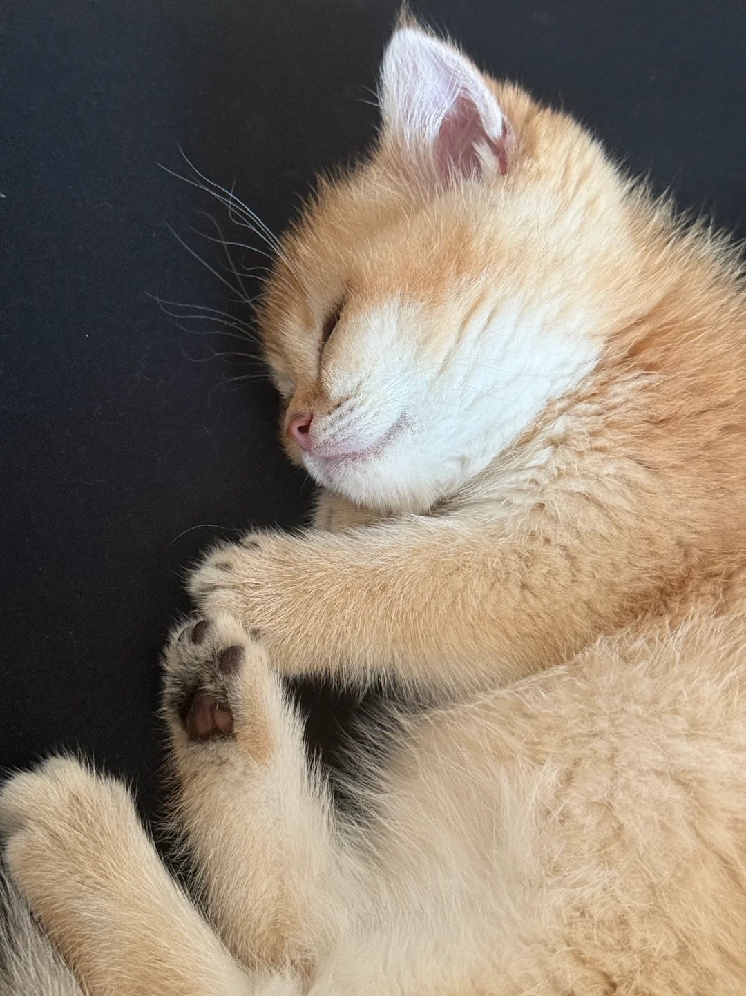 Caught my cat snoozing on my bed