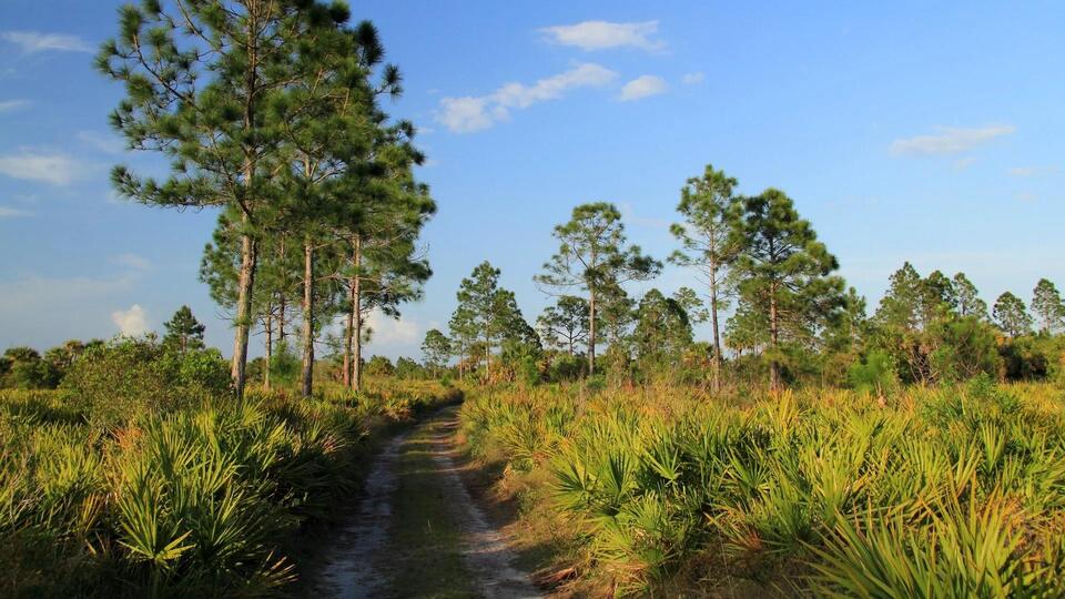 Florida panther mom and kittens spotted in rare footage