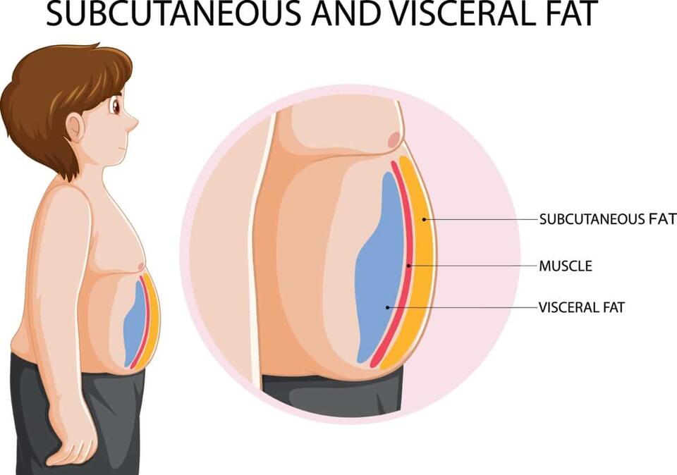 Where Your Fat Hides = How Old Your Heart Feels