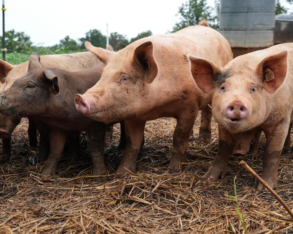 Pig Lungs in Humans?! Science Just Did That