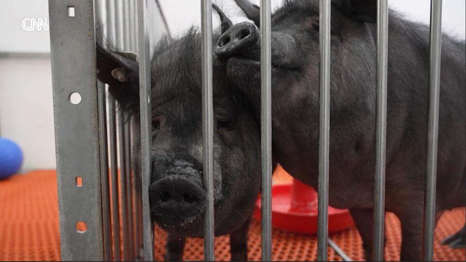 Pig Lung Transplant: Wild Science or Future Fix?