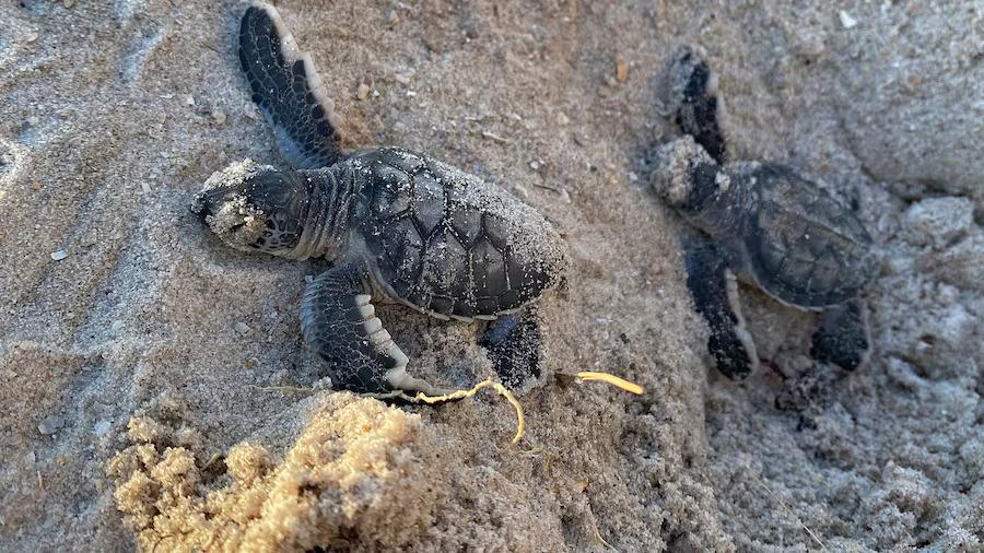 Unleashed dogs threaten Florida’s sea turtles