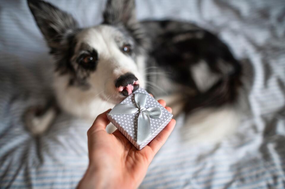 My Dog’s Weirdest Love Gift Yet